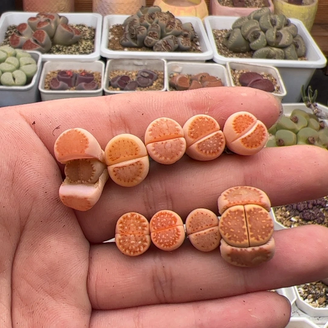 V****a0601号饼干9颗 多肉植物