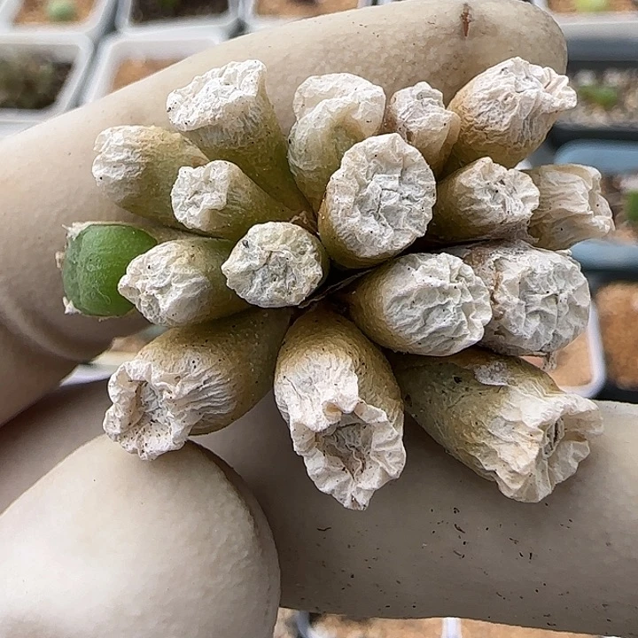 269流水福利福利福利