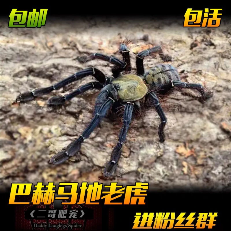 巴赫马地老虎宠物活体蜘蛛凶猛品种东南亚地老虎之王蜘蛛