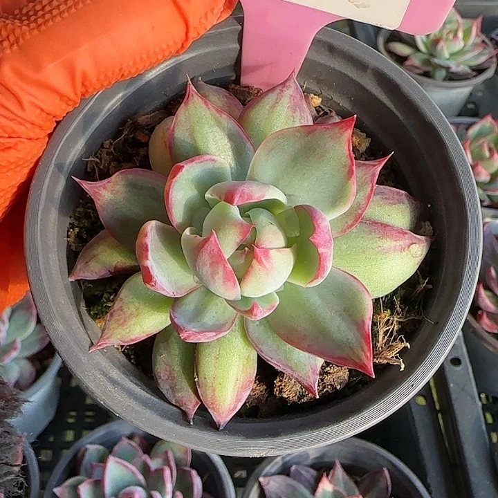 2 惊鸿仙子多肉植物6-9cm