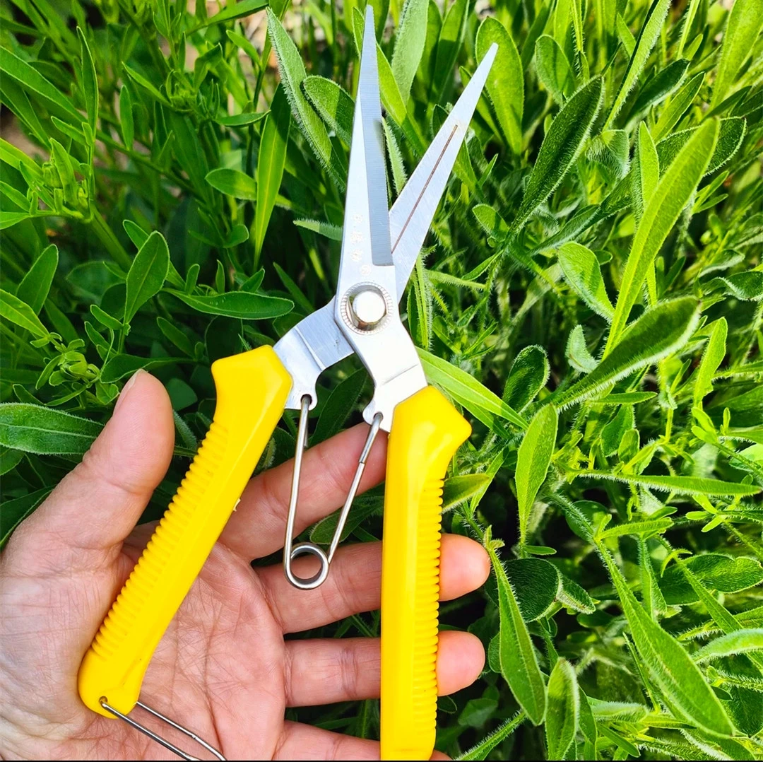 疏果剪水果专用稀果疏花剪刀葡萄疏果剪刀