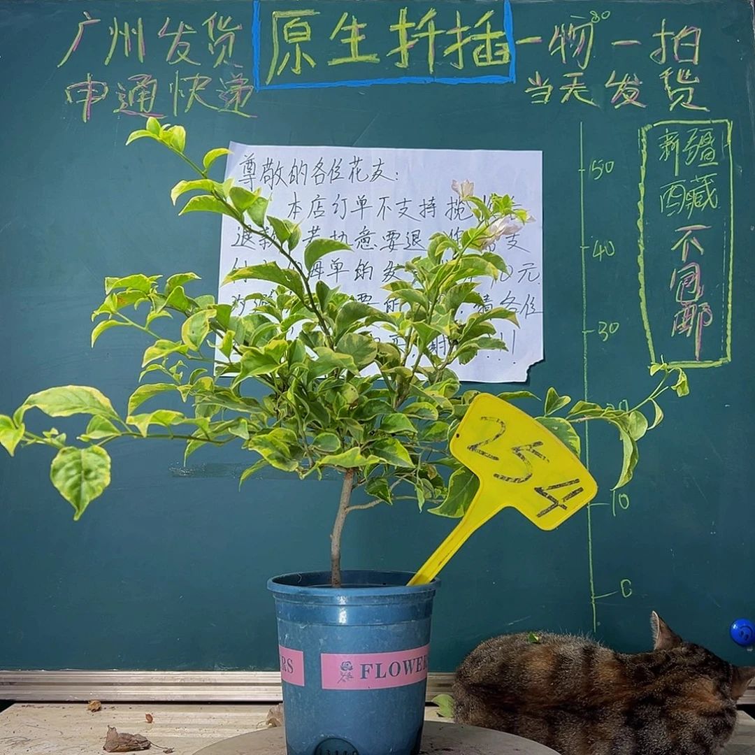 当前无花栽培后可以开花 福利 金边浅紫 254