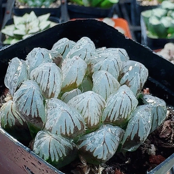 无花朵十二卷 龙爪福利