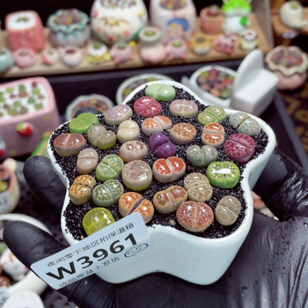 夜间零下地区拍保温箱w3961