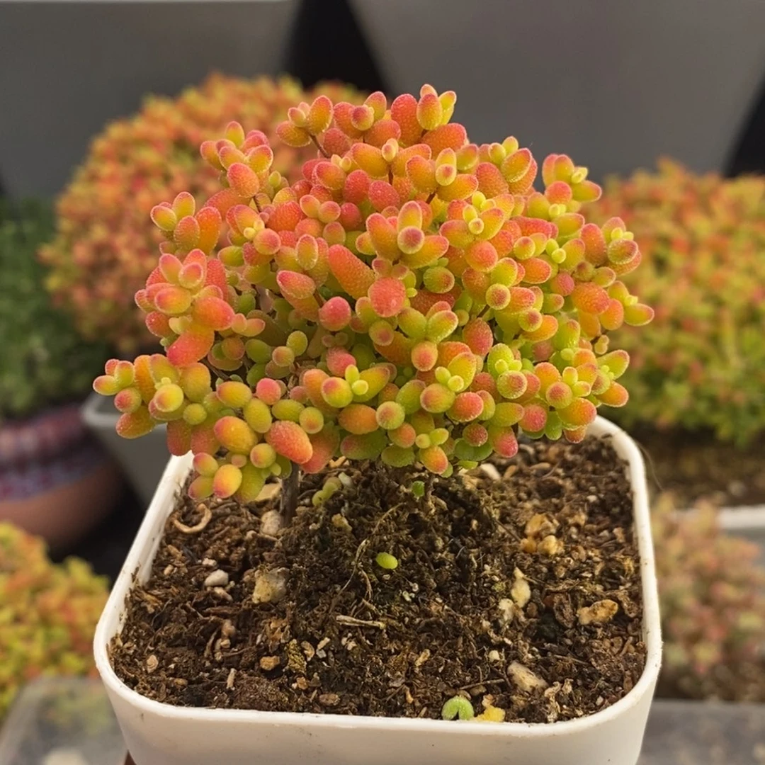 完全开放55号蜜橘糖球（6.5cm）