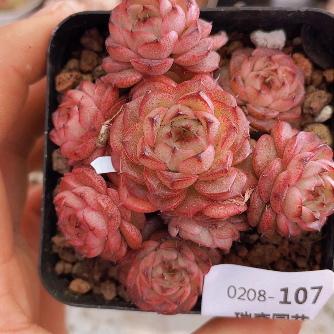 000000000000000107量拍