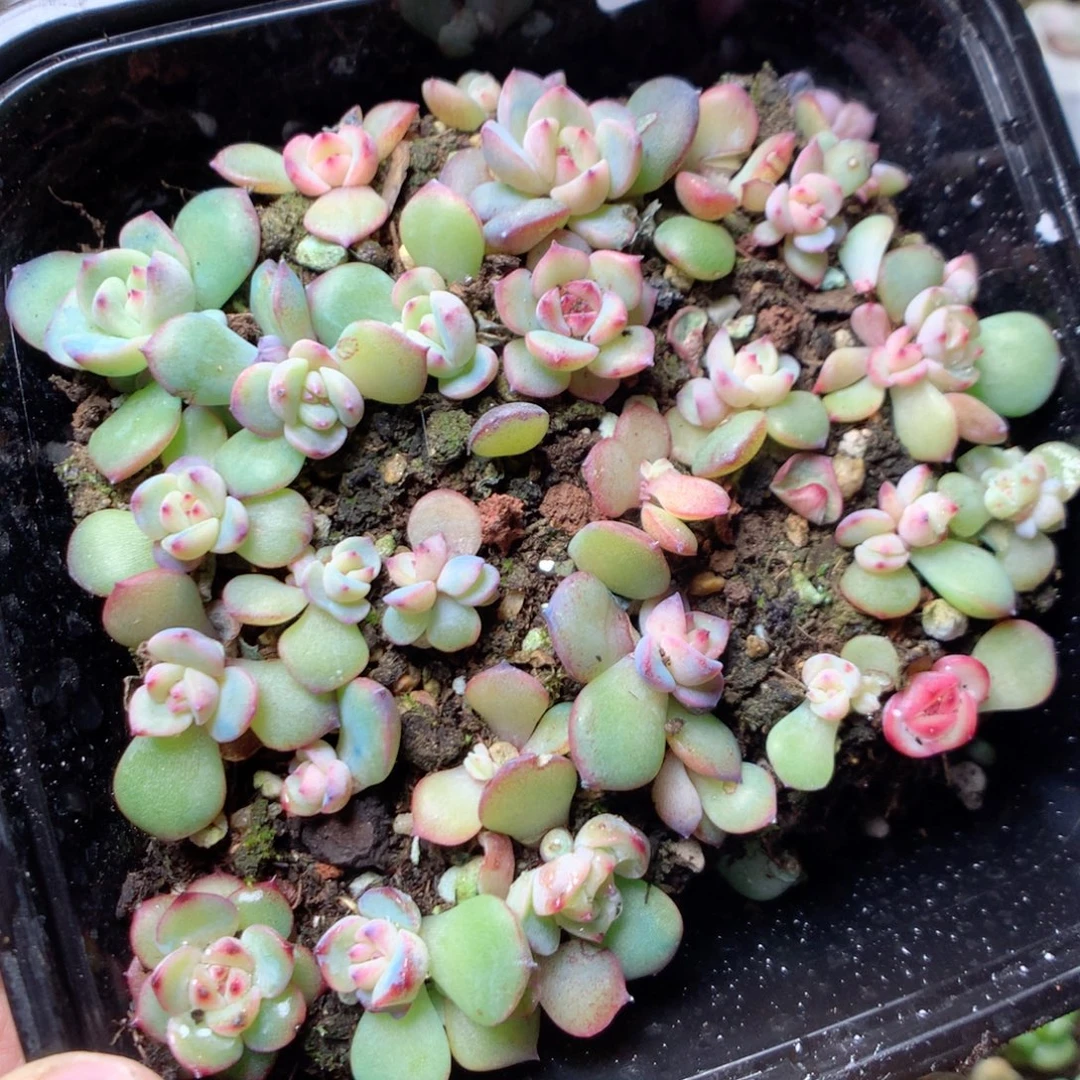 无花朵Q118玉笛yyyyy