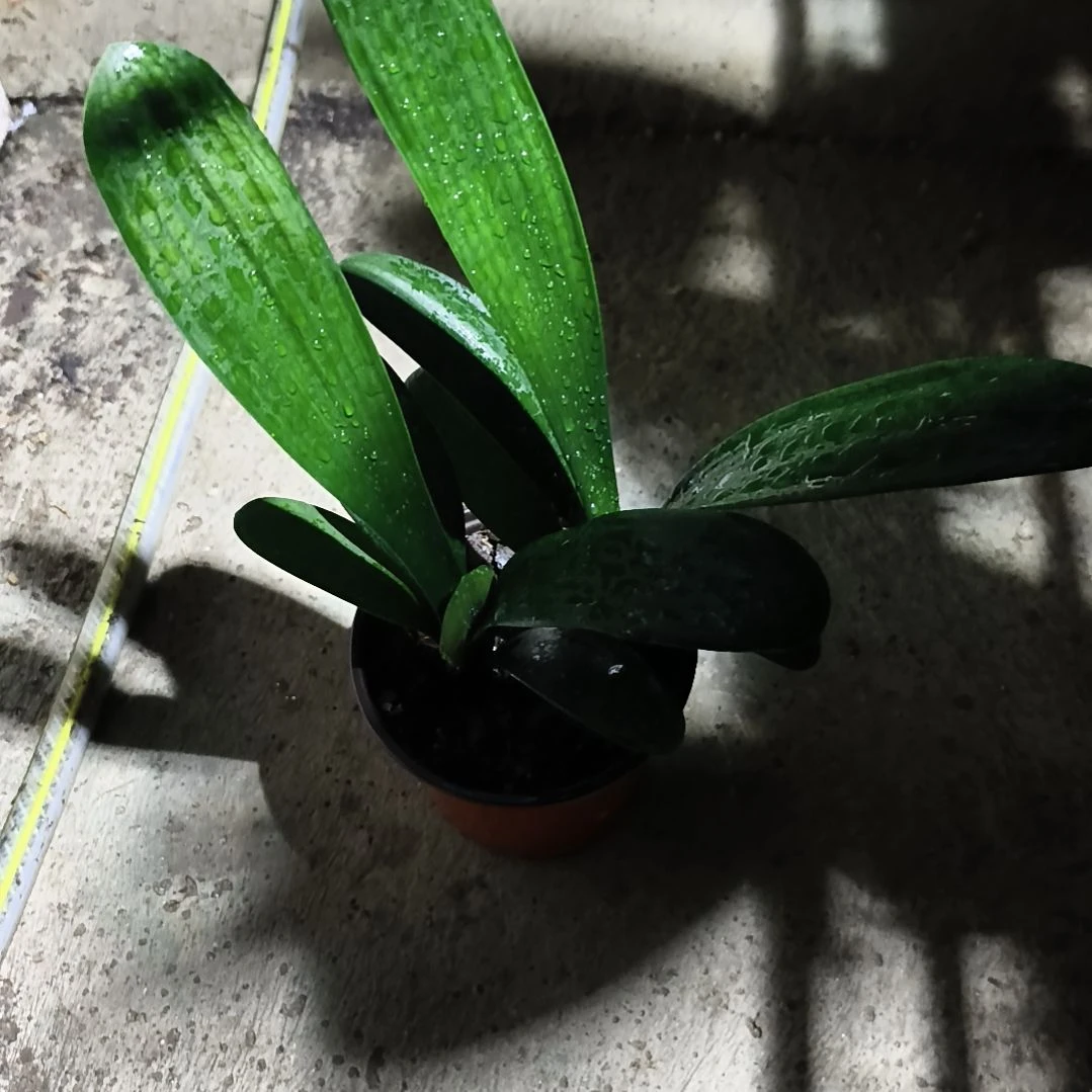 虎***妞当前无花栽培后可以开花黑红重小苗一颗特惠