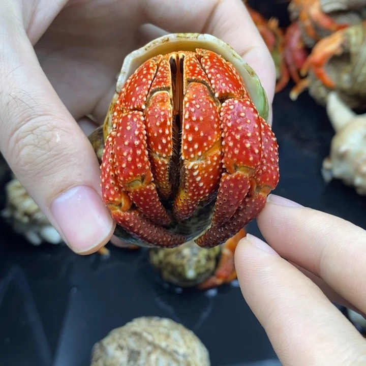 4.2口法拉利斐济草莓