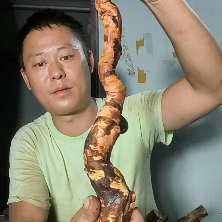 新***财无花朵盆景素材拍品