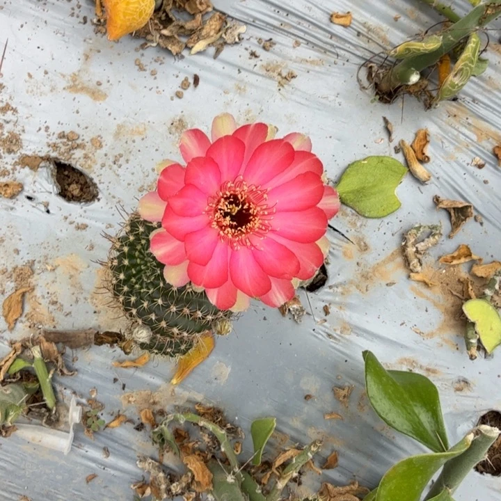 丽花仙人球仙人掌379