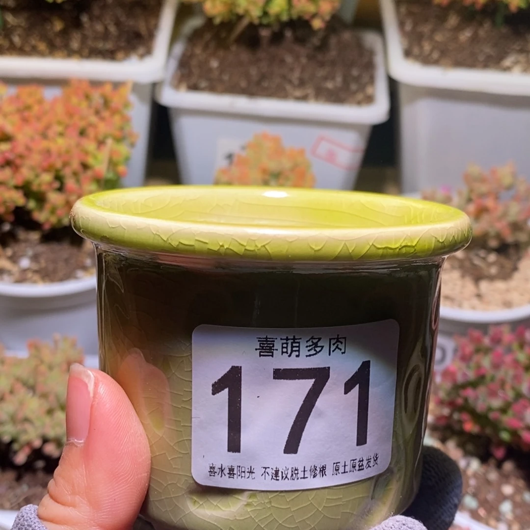 花****?花盆上冰钻171