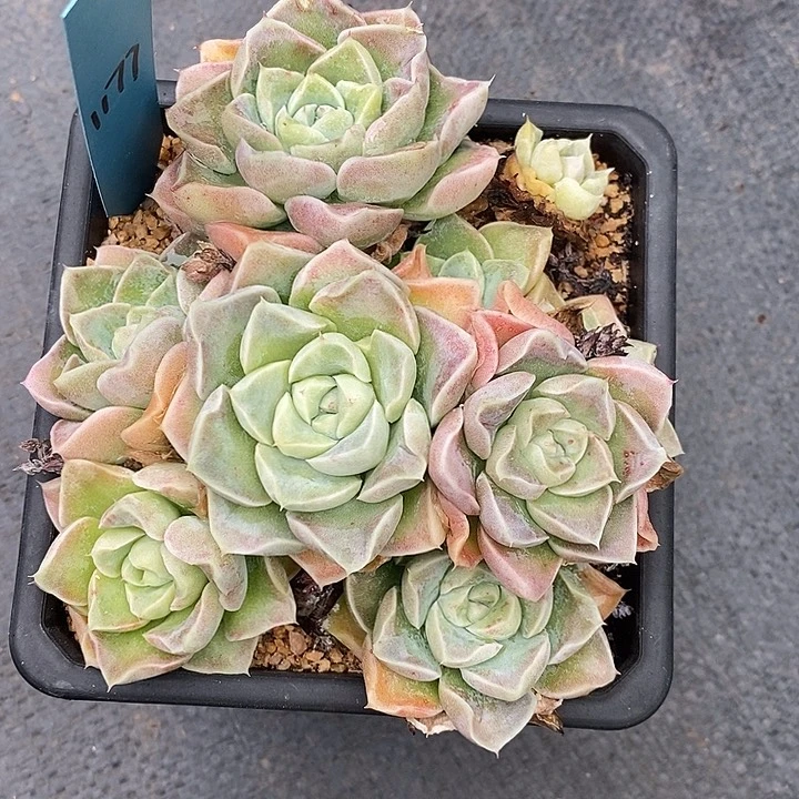 l**a1171多肉植物老桩