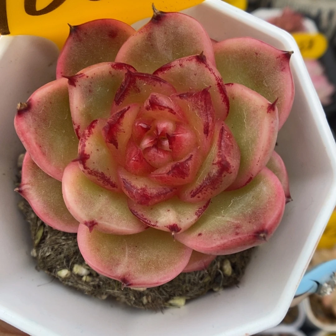 晶晶珍妮可拍960号。