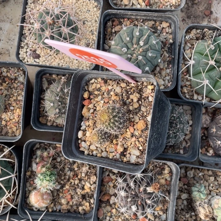 双***材实生仙人球2535000000