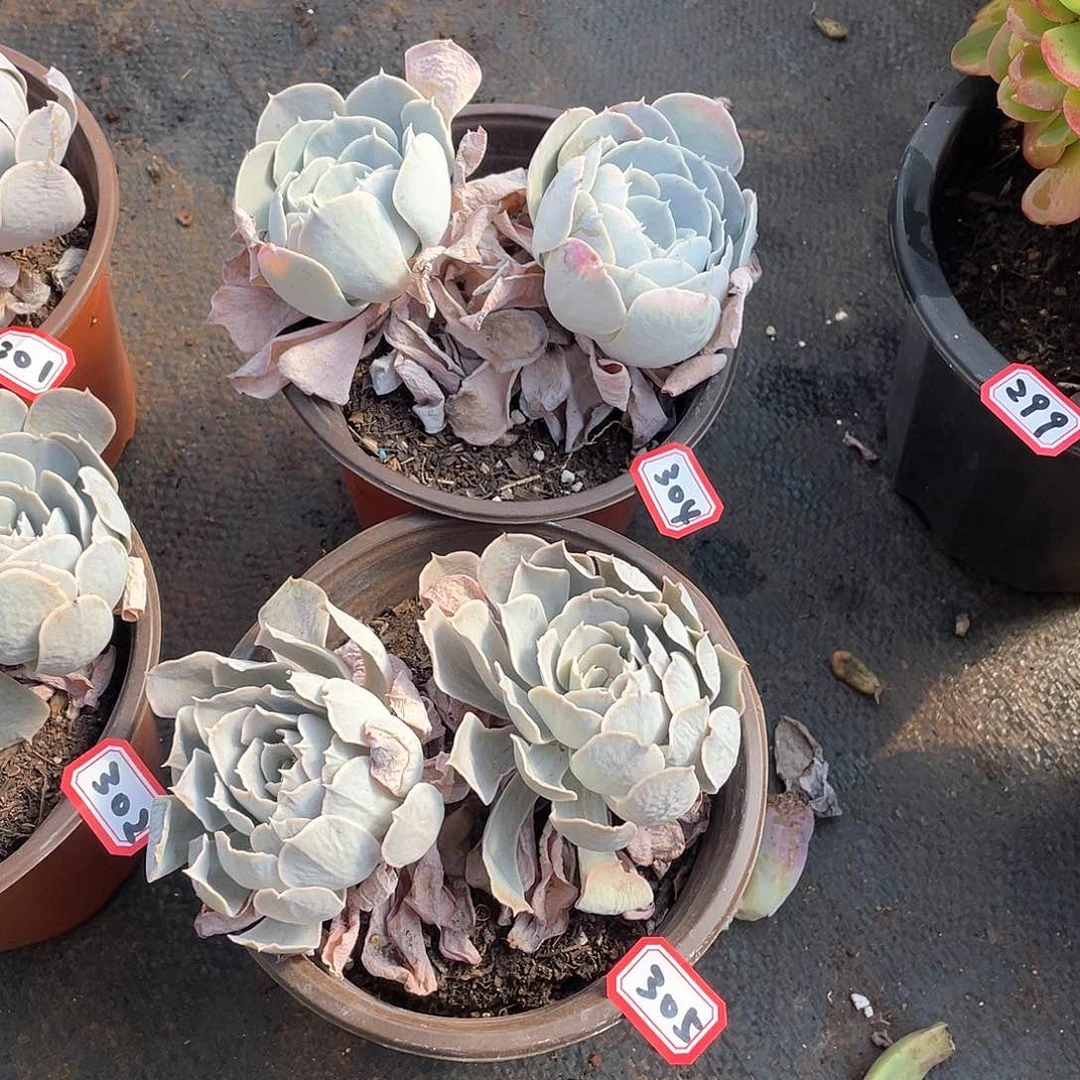 304-305两颗 一物一拍多肉