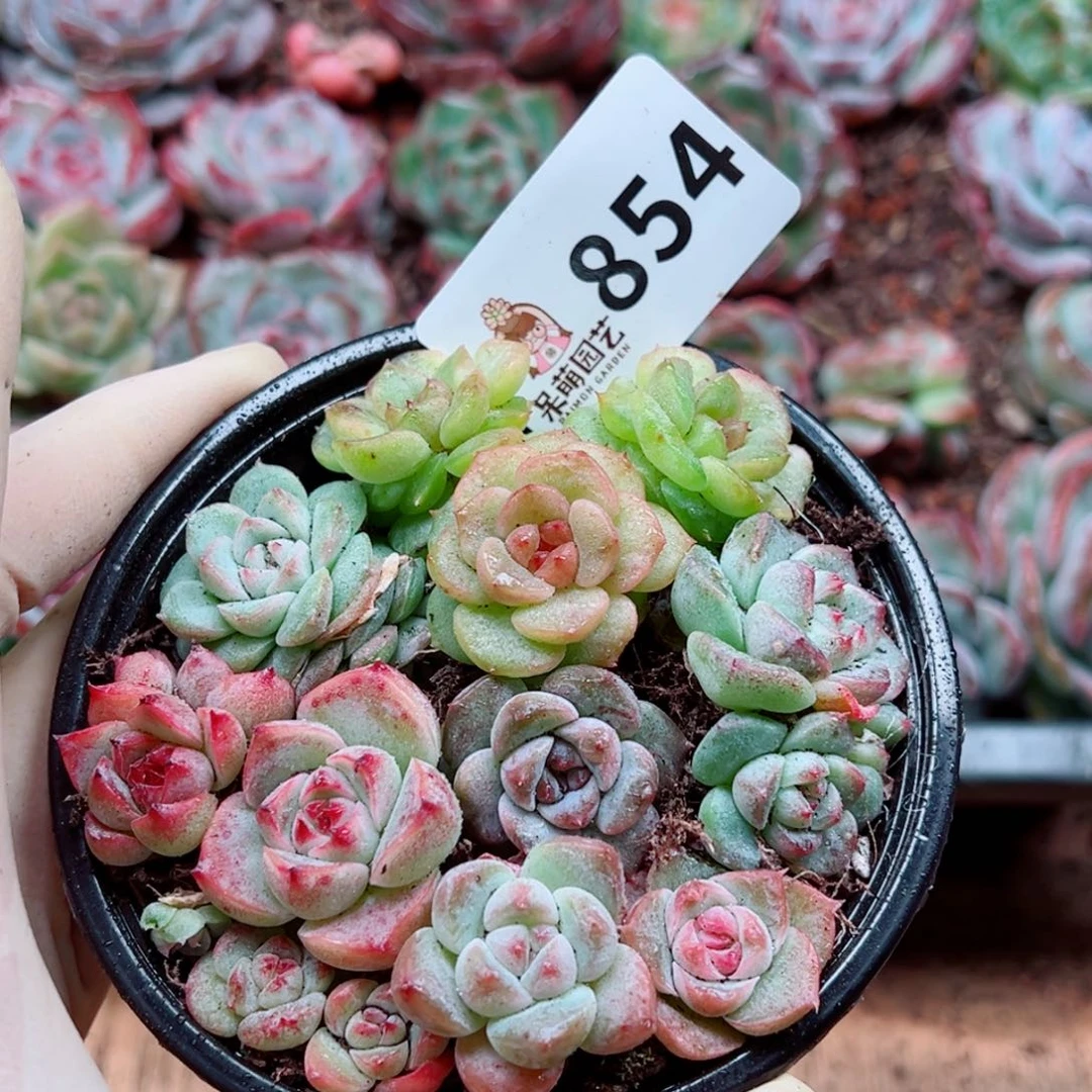 多肉植物多肉植物