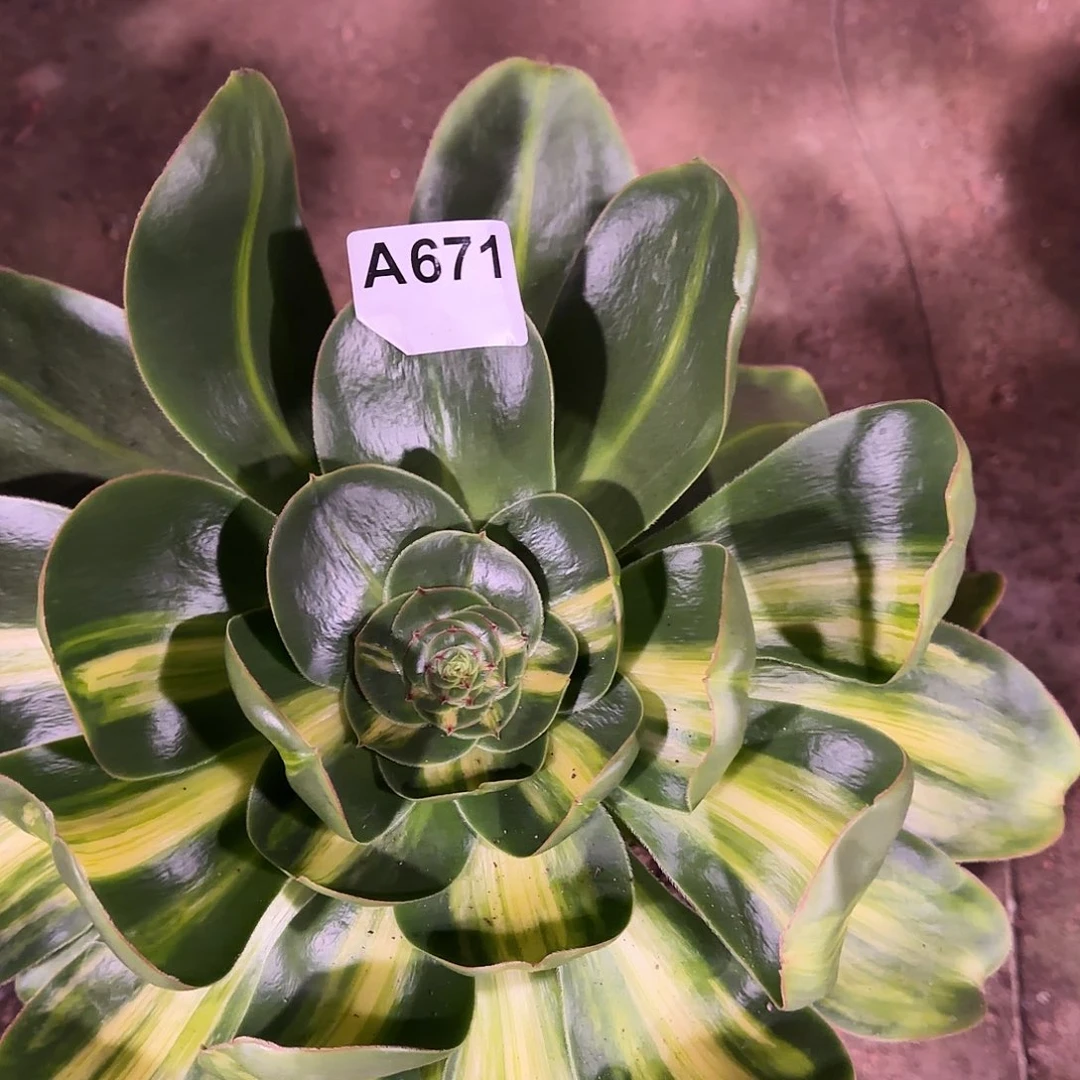 多肉植物暴君阴阳脸671