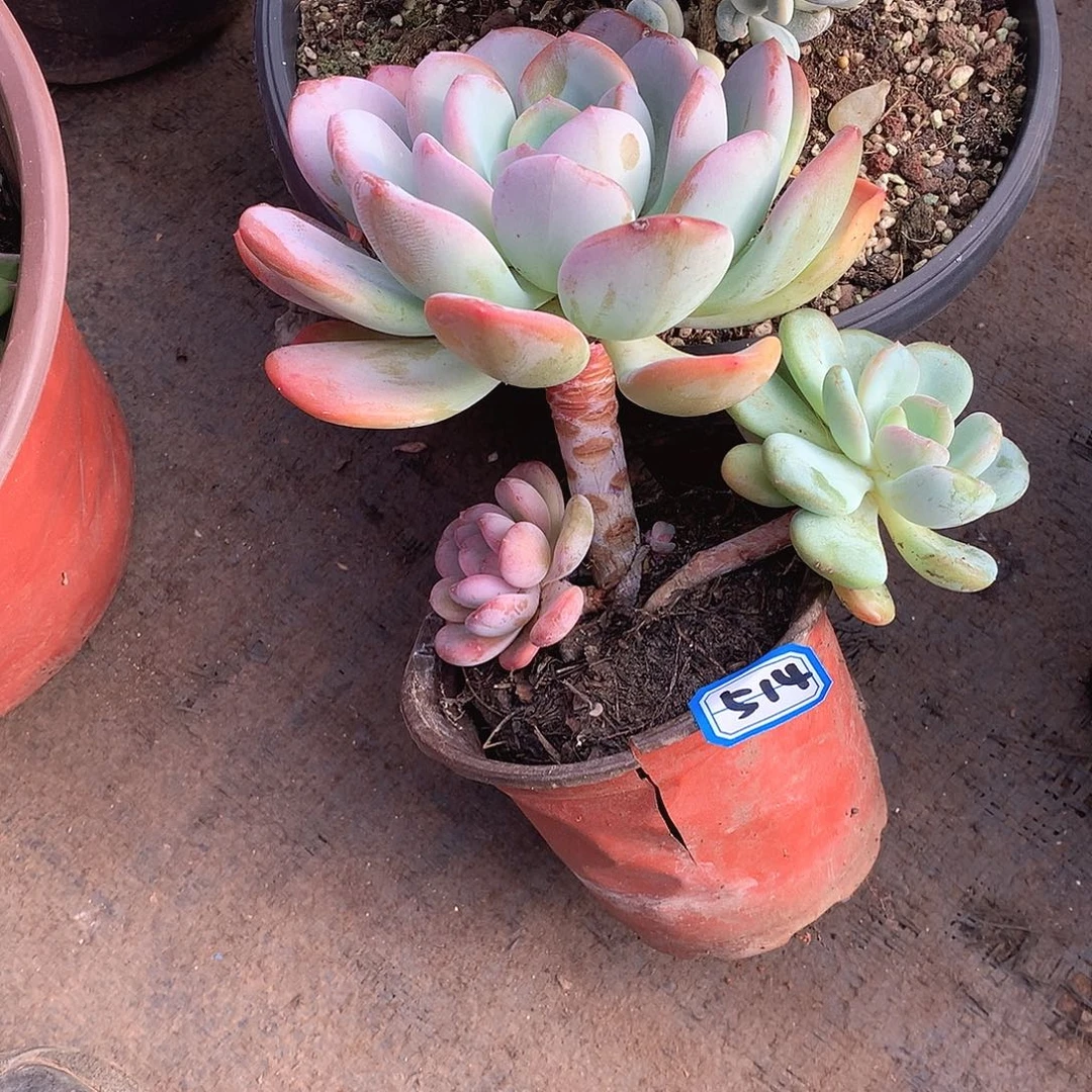 514香橙 一物一拍多肉