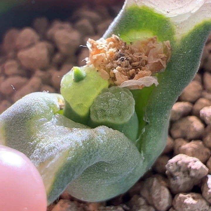 w905。优选青蛙恶魔粗角2151。88折后价