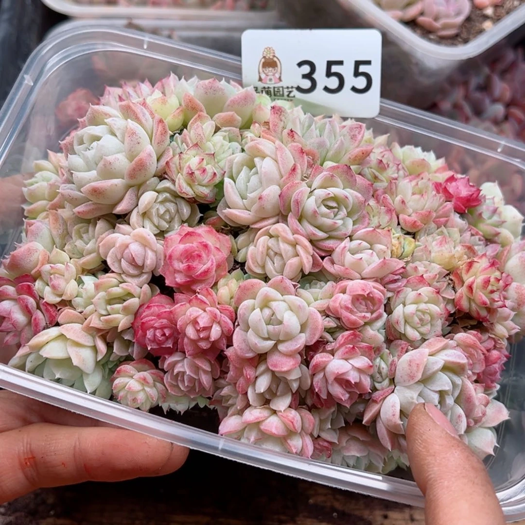 多肉植物多肉植物