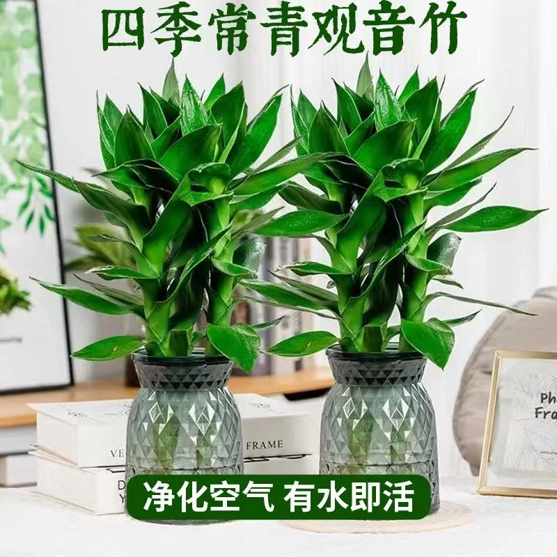 【买一送一】水培观音竹室内盆栽四季好养易活净化清新空气北欧风