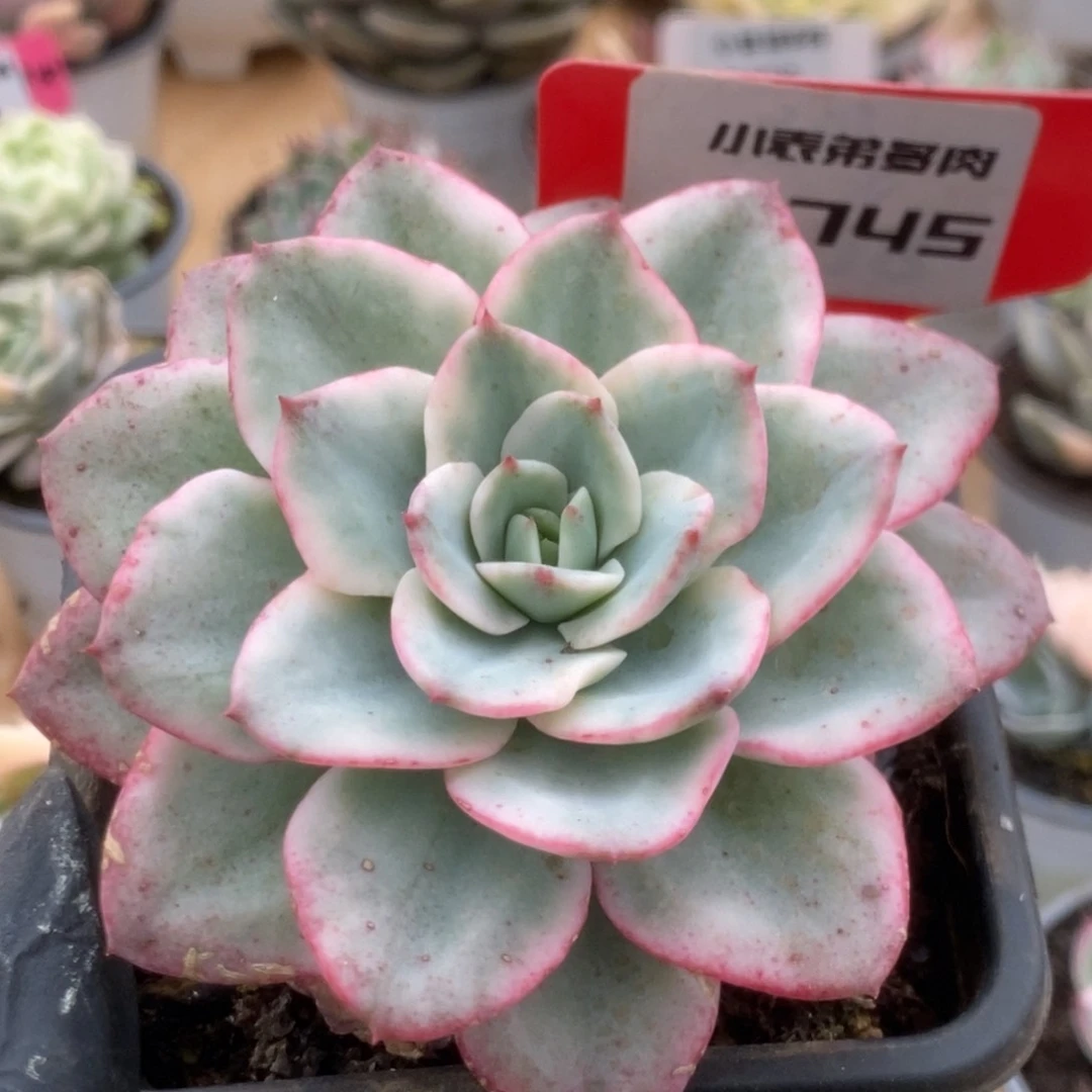 745奶油黄桃锦锦锦锦锦锦