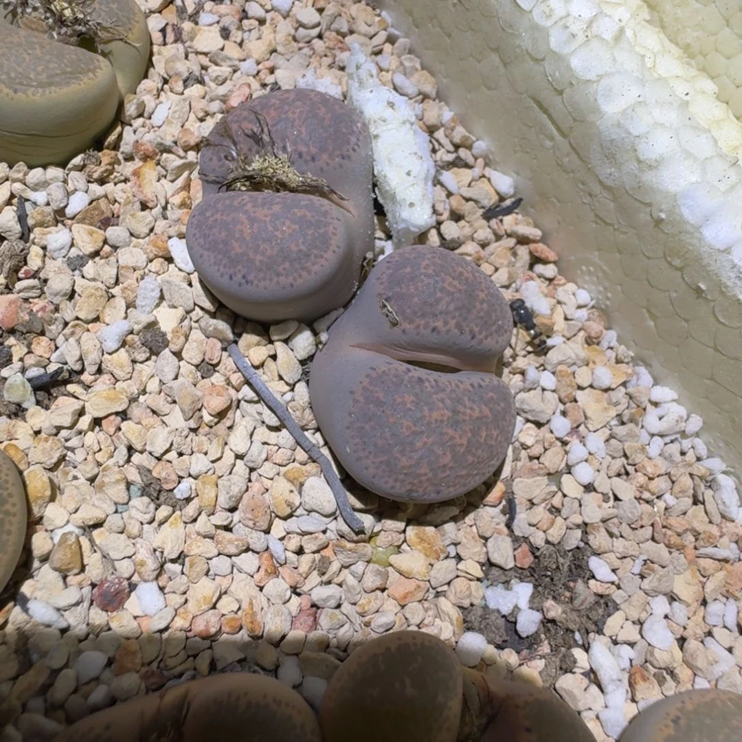 244444紫碧琉璃系列作品在国内的张一鸣多肉馅