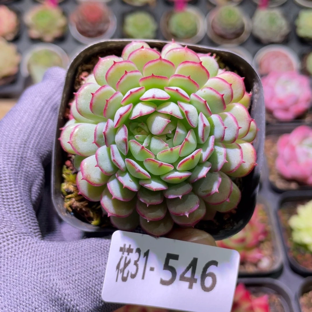 花利美31-546小红船