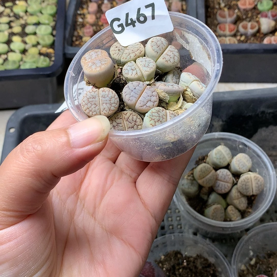 双**耳G467多肉植物保护