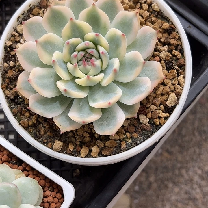 1号吉娃娃锦多肉植物