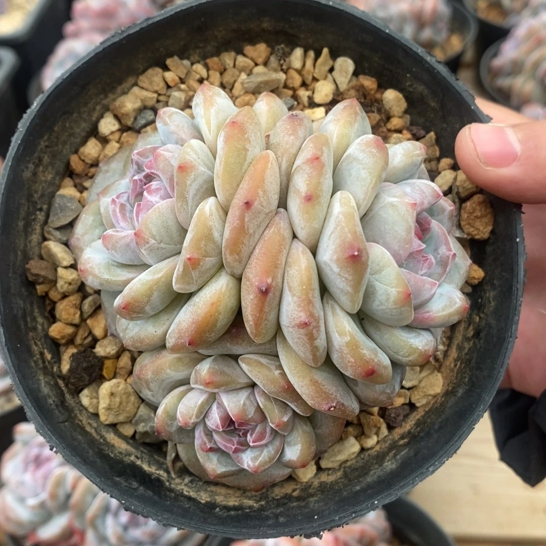 三头黄皮紫心脸朝上短圆肥