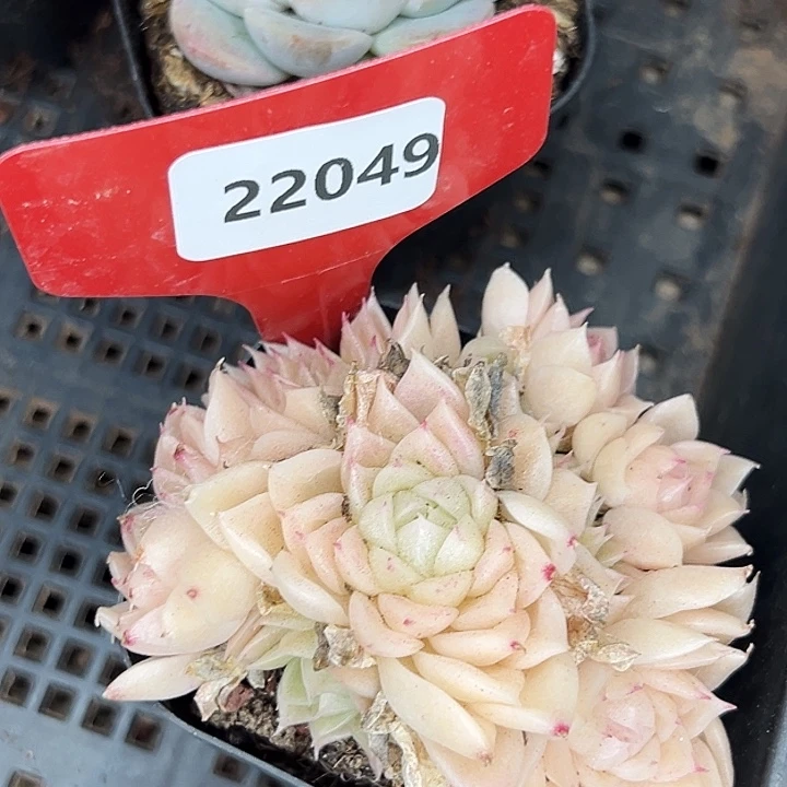 糖心。     22049号。