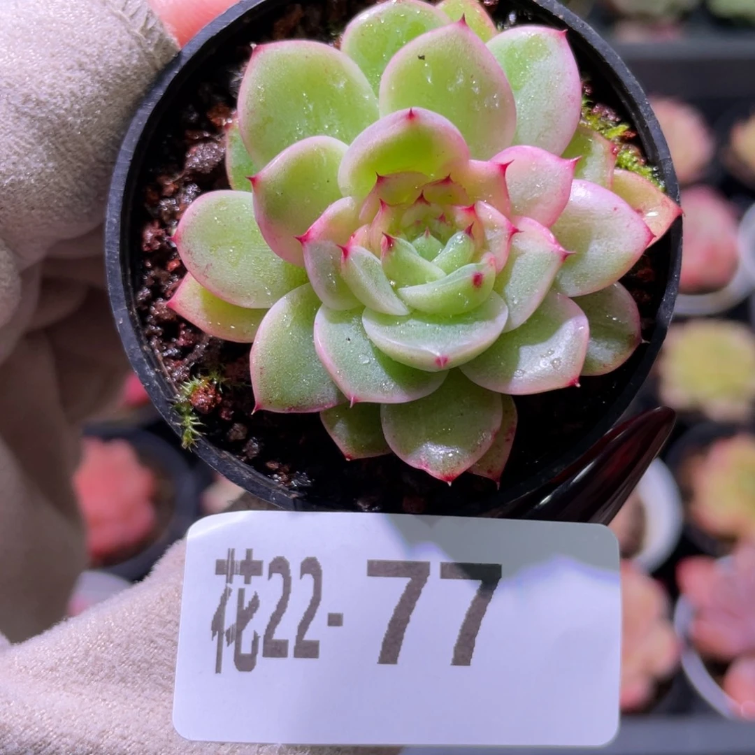 花利美22-77新品锦