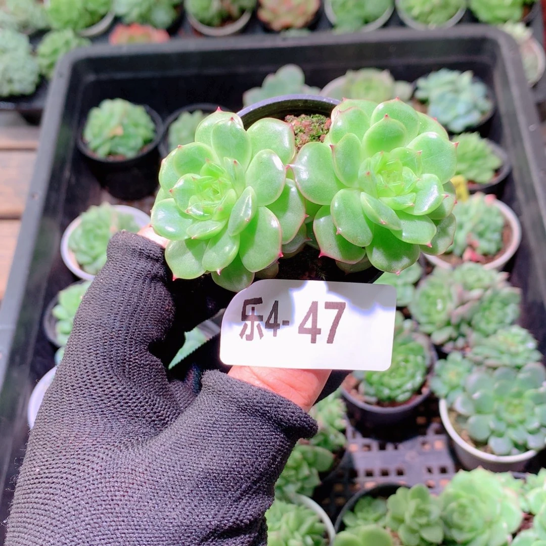 乐然4-47 新品双头
