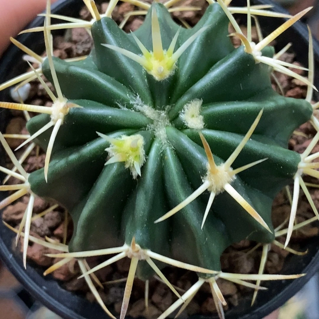 孤品实生特选株纯金刺王凌波5cm