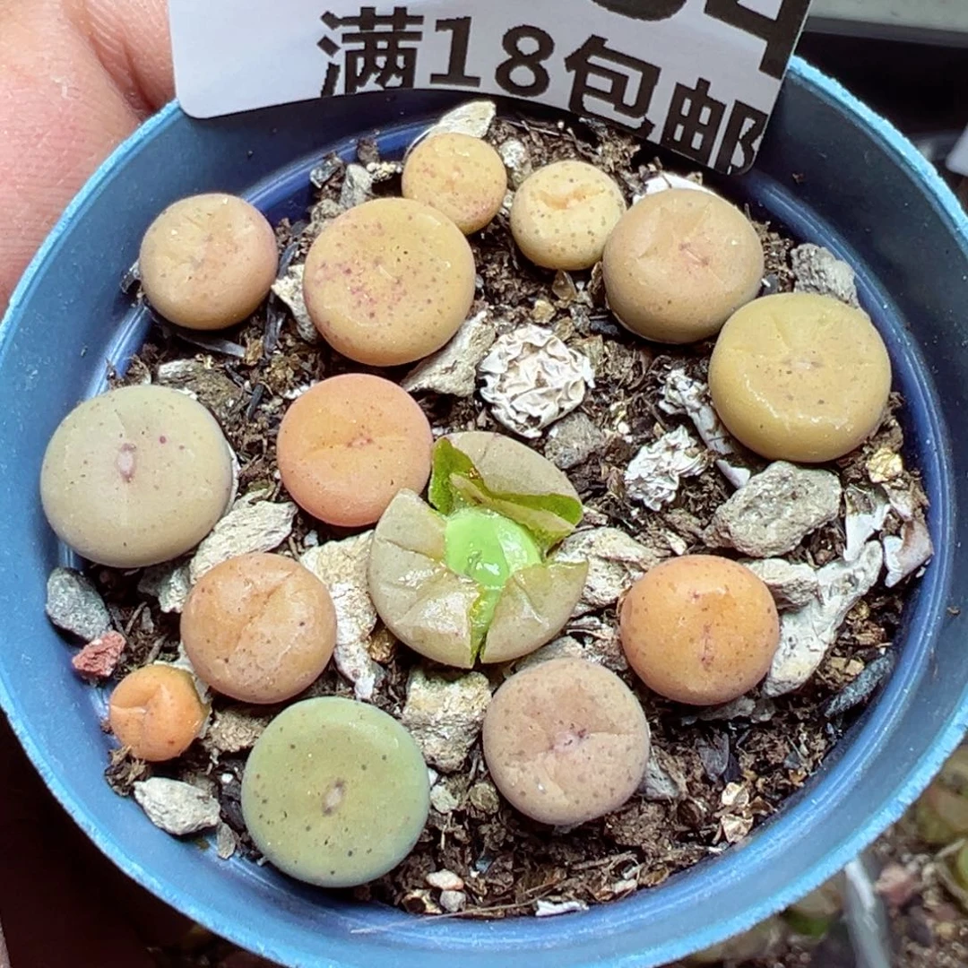 【闪购商品】 1634。