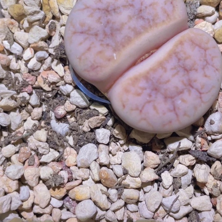 58888988588888888888888898898