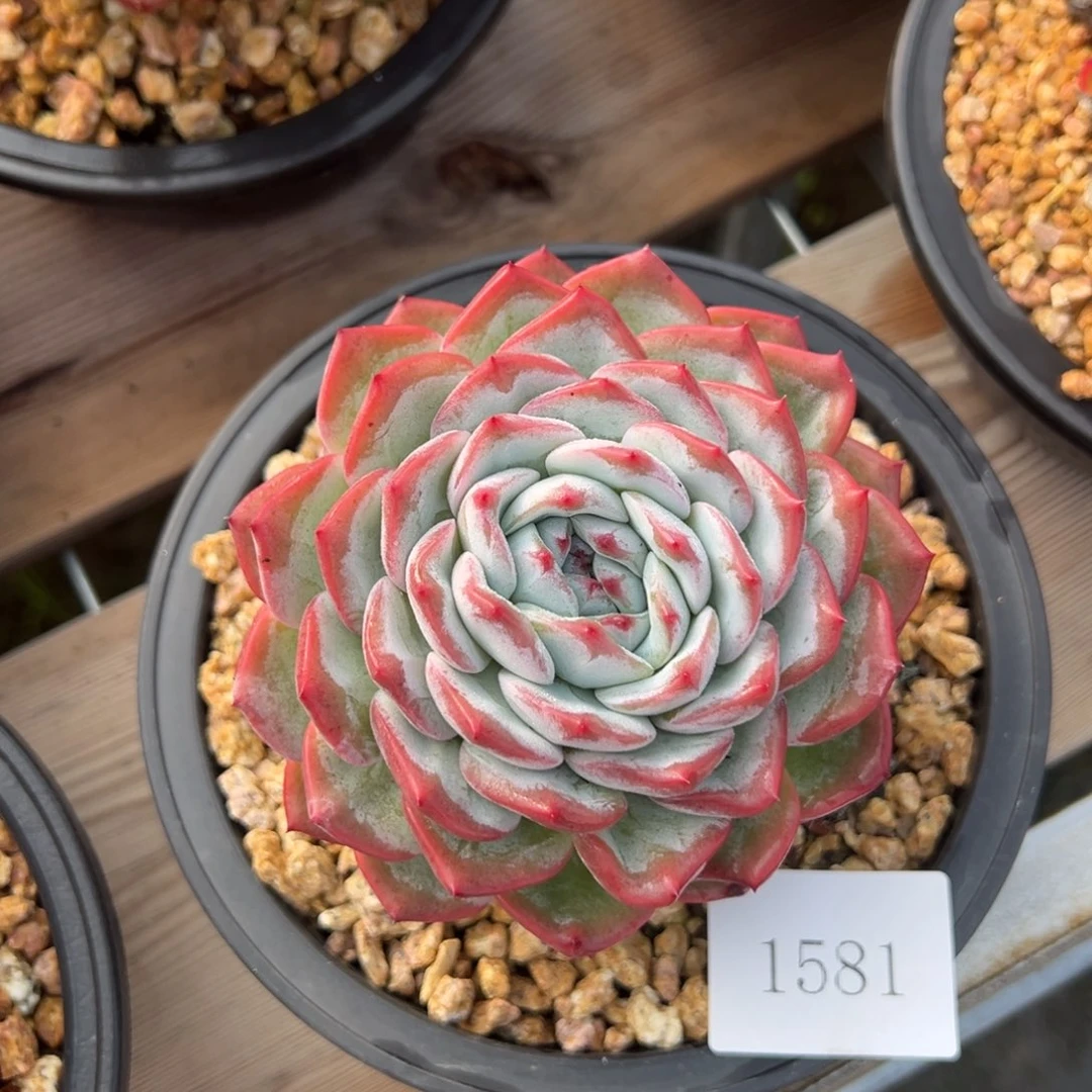 小***头1581肉肉肉肉肉肉肉肉