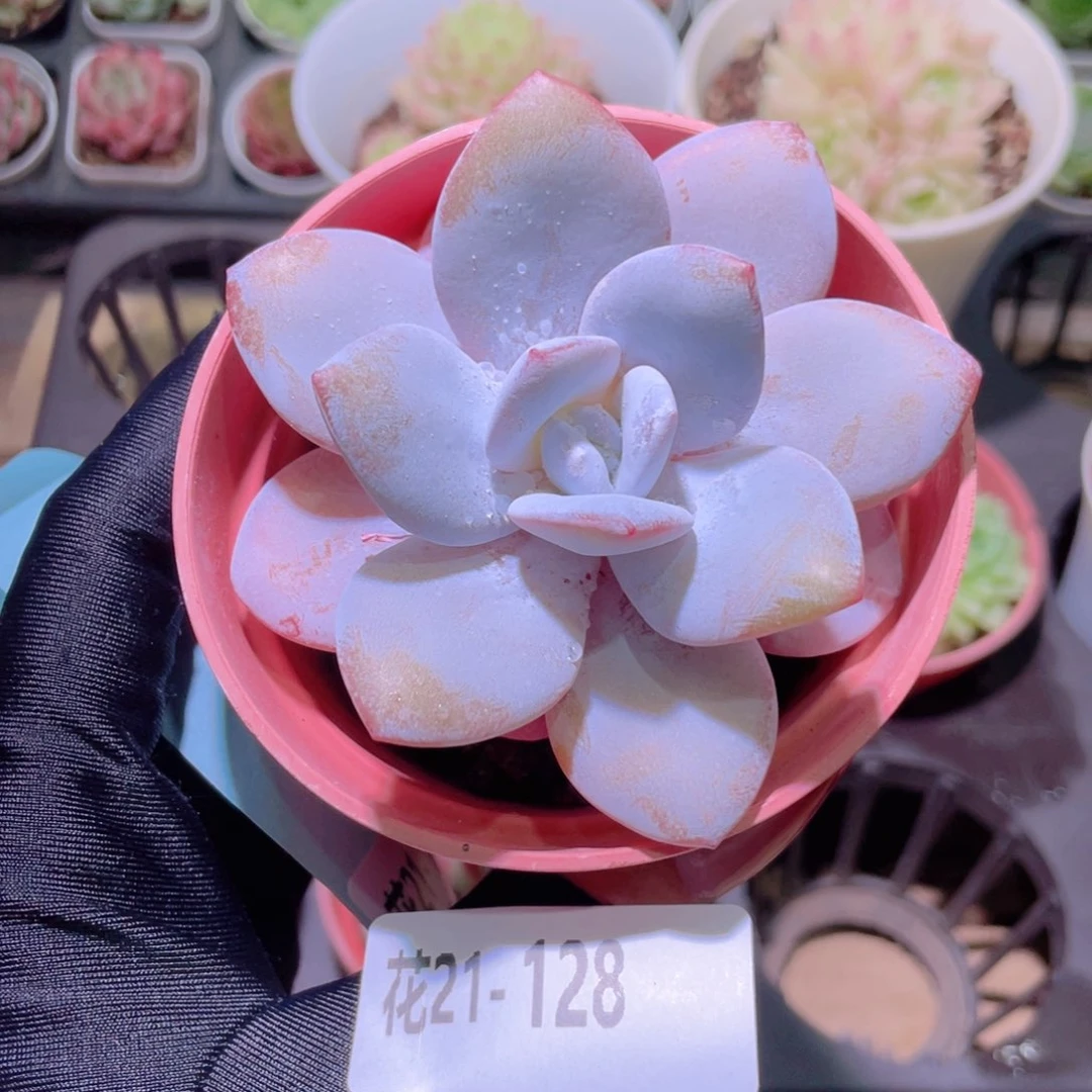花利美21-128粉雪莲