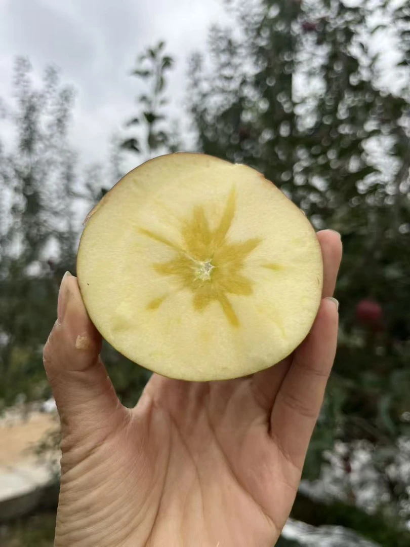 云南昭通冰糖心丑苹果原产地直销