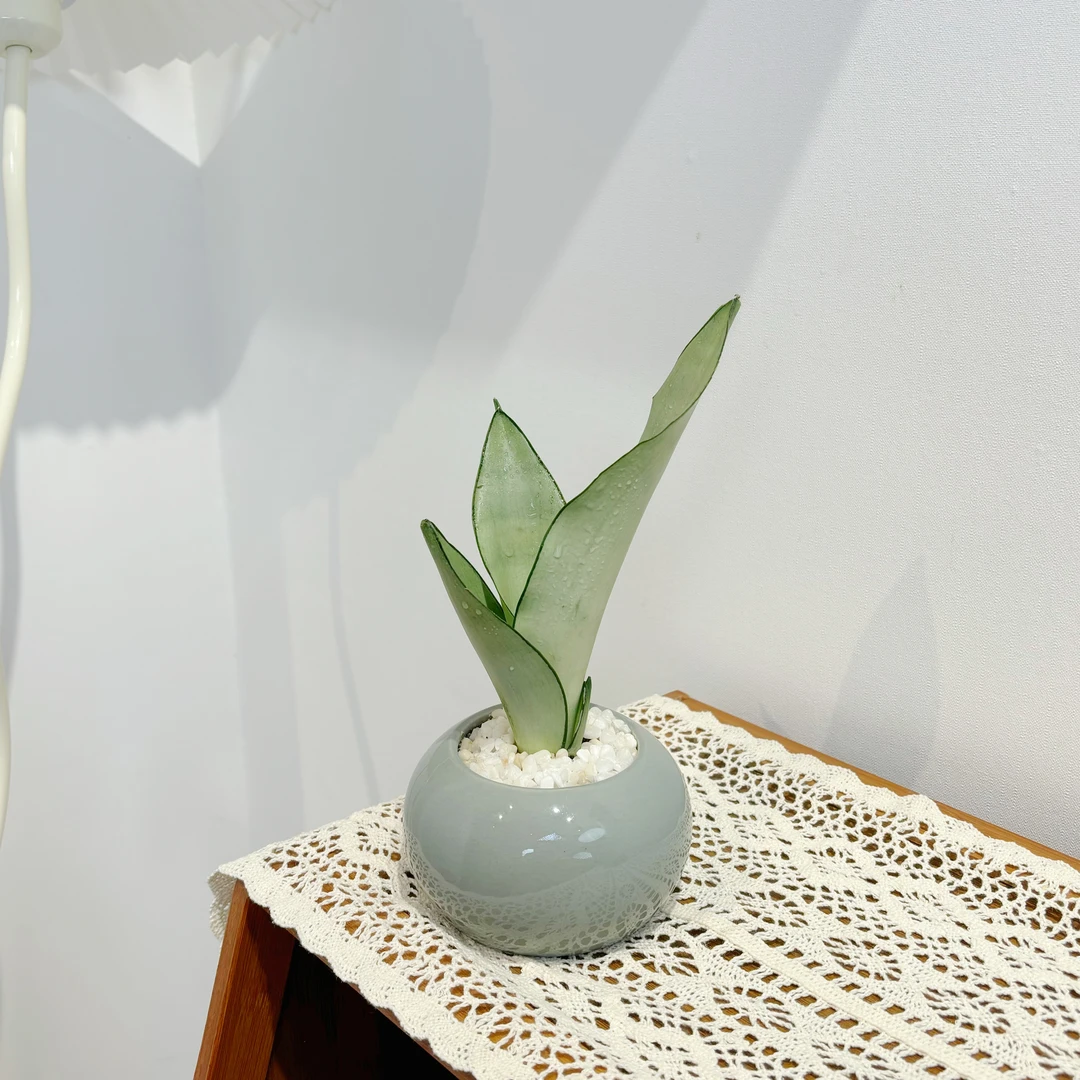 【拍一发四】白玉虎皮兰耐旱懒人绿植带盆栽好