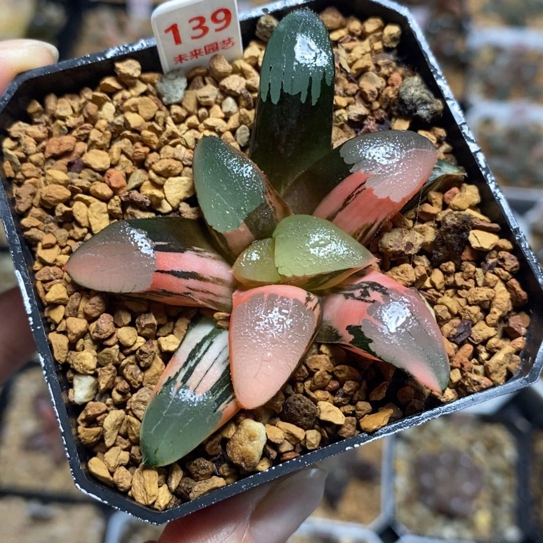 139丘比特克锦一物一拍