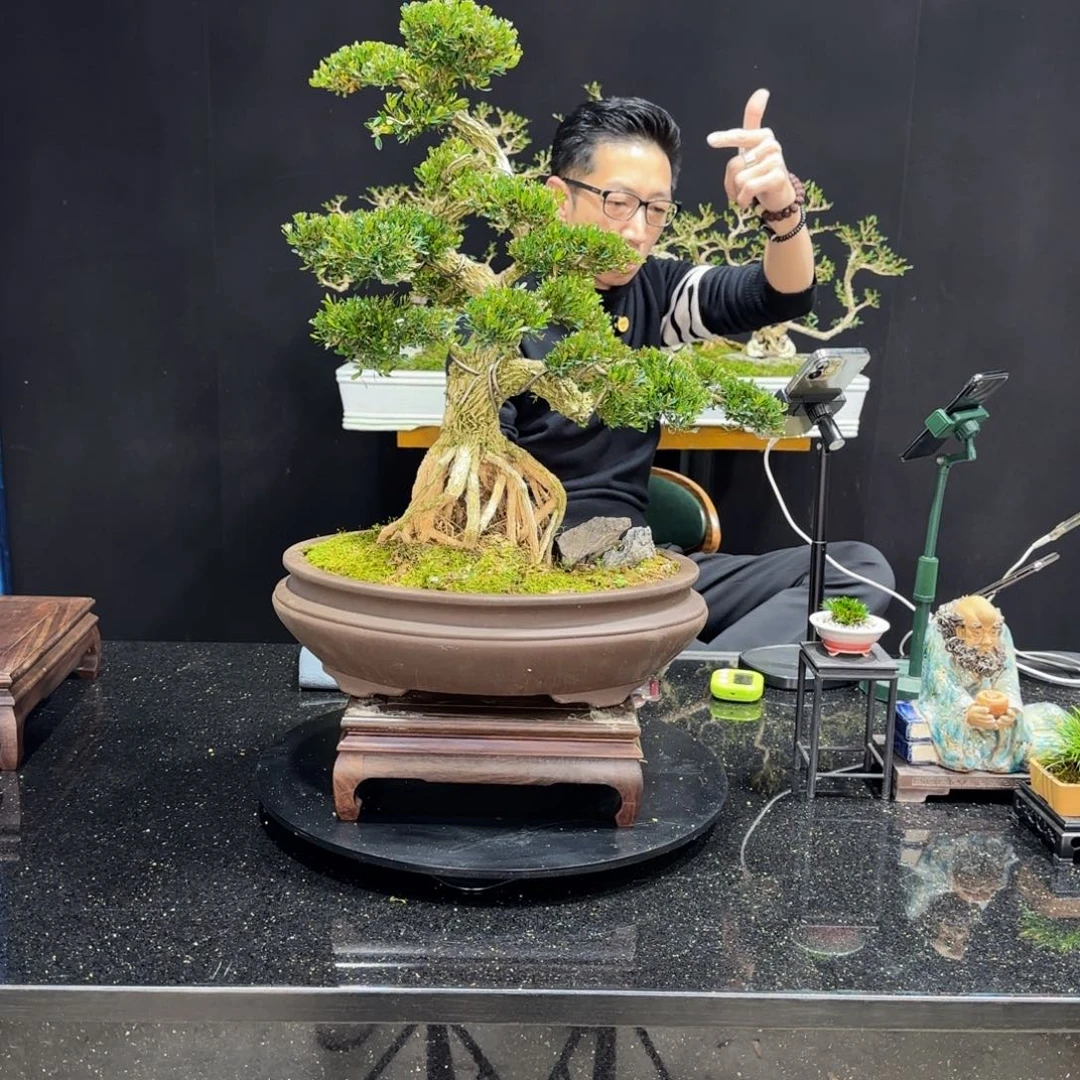 地**人黄杨室内室外盆景艺术