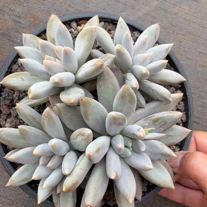 哥特，黄体，4头，无砍