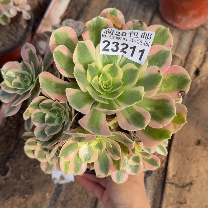 23211女巫多肉植物