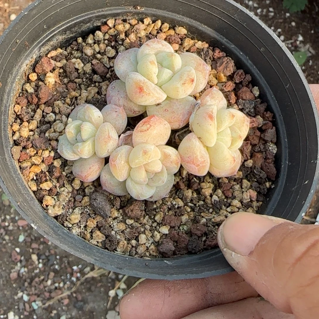 多肉小卡拉米糖心一物一拍