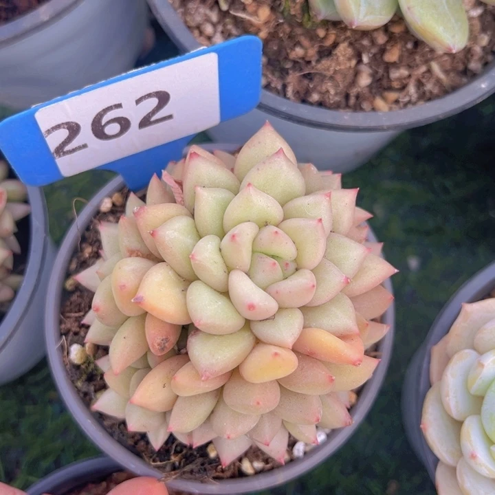 健健康康平平安安