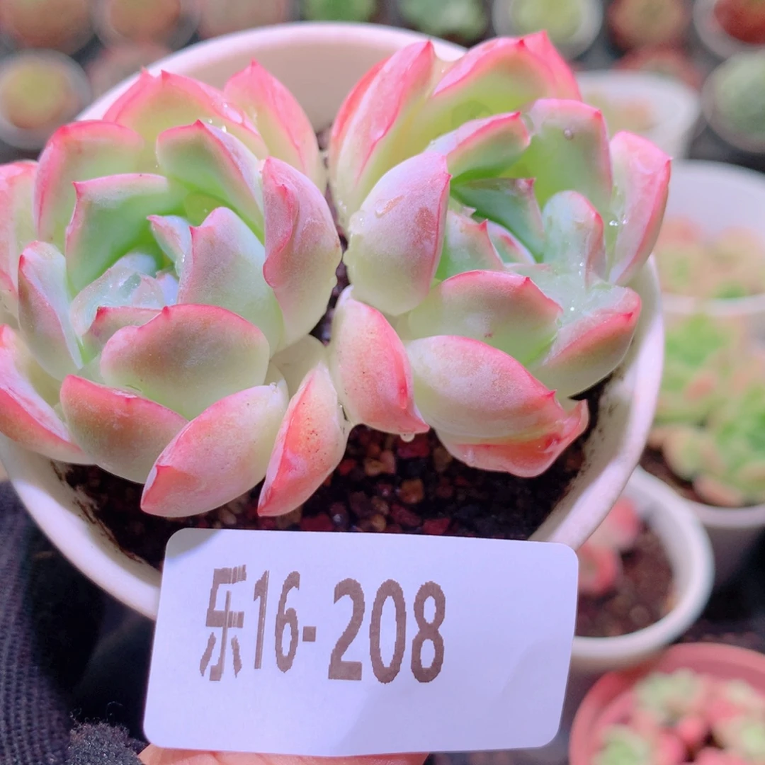 乐然16-208 莎莎女王