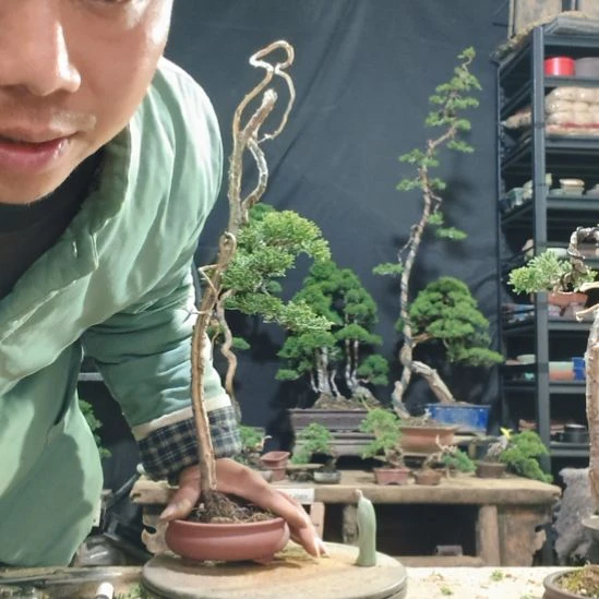 大***山无花朵济州真柏盆景素材盆景素材盆景素材盆景素材